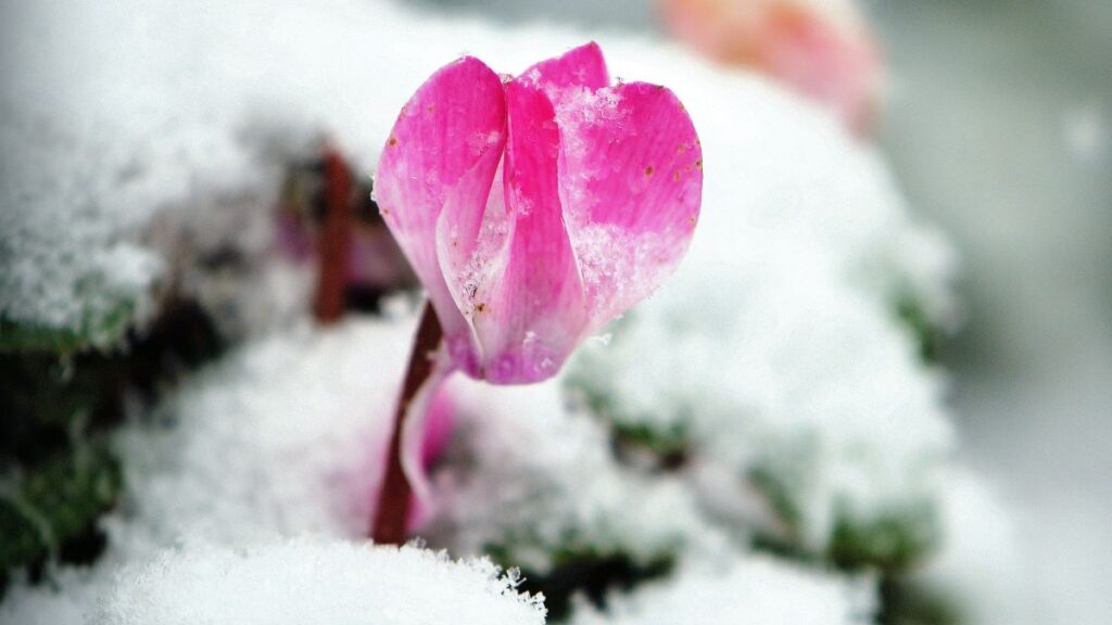 Easy Homemade Chives Freezing Guide 2024 AtOnce