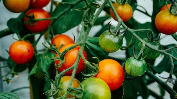 Easiest Vegetables To Grow In A Yard