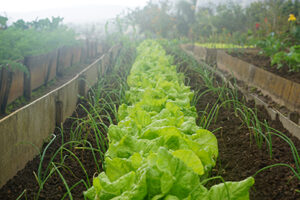 Easiest Vegetables To Grow In A Yard