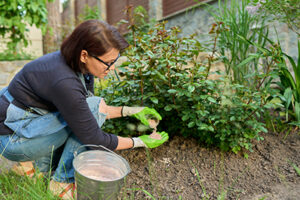 how often should I fertilize my plants