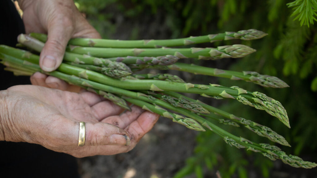 Growing Delicious Asparagus in Your Garden