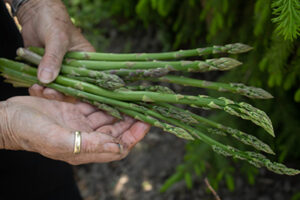 Growing Delicious Asparagus in Your Garden
