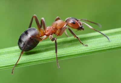 how to get rid of ants in the garden naturally