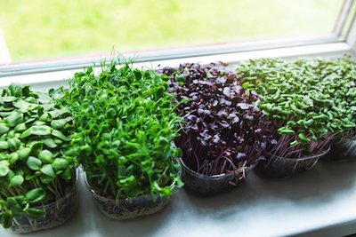 plants perfect for micro garden