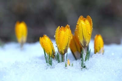 how to keep plants from freezing