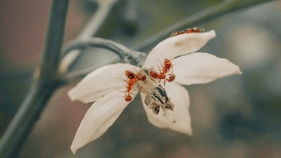 how to get rid of ants in garden naturally
