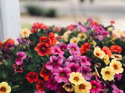 Easy to Care For Flowers Perfect for Curb Appeal