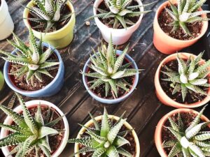 Do Aloe Plants Need Direct Sunlight? - Petals & Gardens Gardening Tips