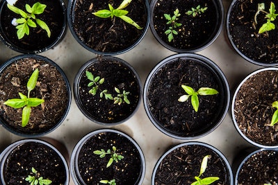 how to keep plants from freezing