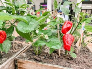 the easiest vegetables to grow in a small space peppers