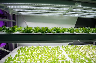 cost for hydroponic garden in home