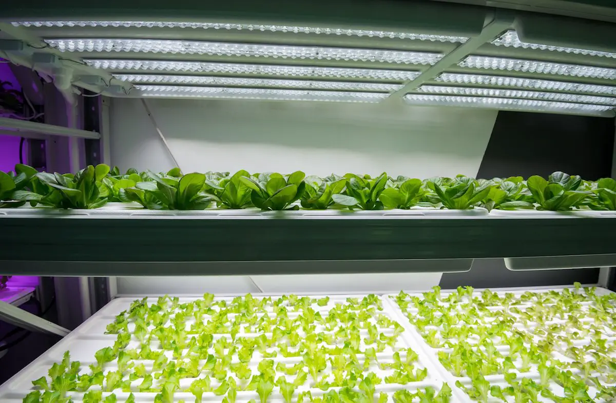 how much does it cost for a hydroponic garden in your home