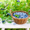 Where Is the Best Place to Plant Blueberry Bushes