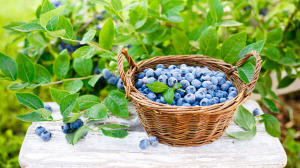 Where Is the Best Place to Plant Blueberry Bushes