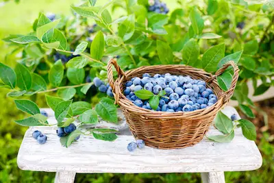where is the best place to plant blueberry bushes