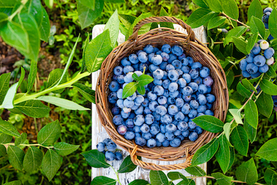 Where Is the Best Place to Plant Blueberry Bushes