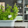 What Herbs Can Be Grown Indoors