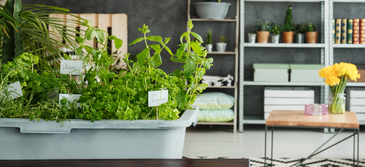 What Herbs Can Be Grown Indoors