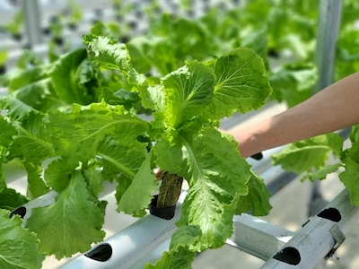 hydroponic garden