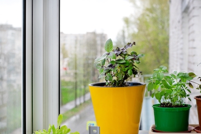 basil herbs grown indoors