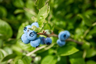 where is the best place to plant blueberry bushes