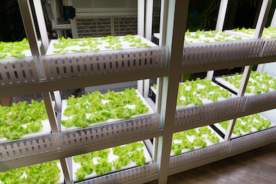 hydroponic garden