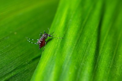 How Do I Keep Mosquitoes Out of My Garden