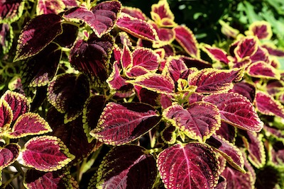 Perennials for Shade That Bloom All Summer