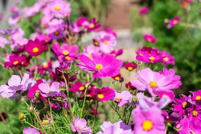 Easiest Flowers to Grow From Seed