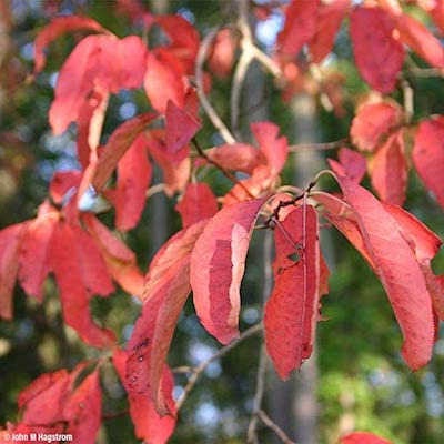 sourwood tree