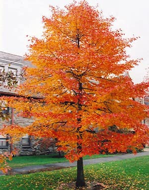 black tupelo tree