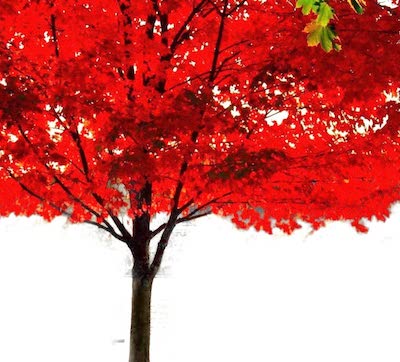 red maple tree