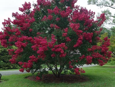 Red Crape myrtle trees