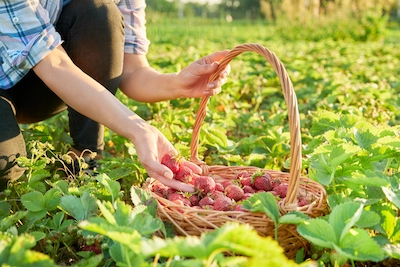 How Often Should You Water Strawberries