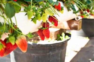How Often Should You Water Strawberries