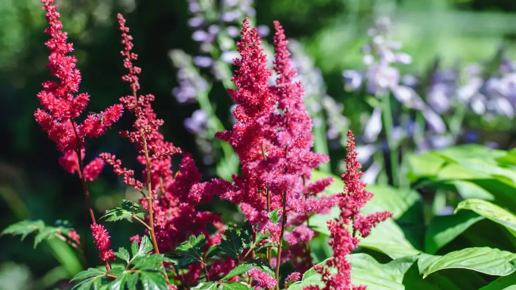 Image of Astilbe perennial plant that blooms all summer zone 6