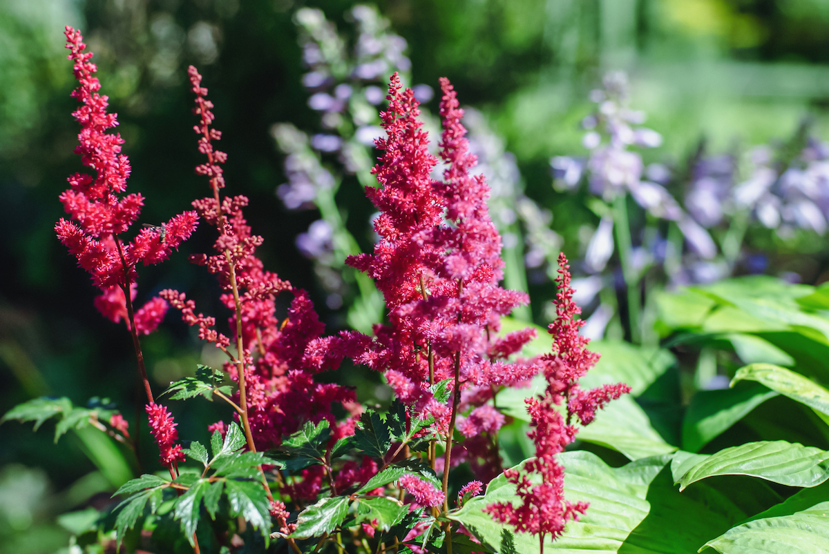 Perennials for Shade That Bloom All Summer