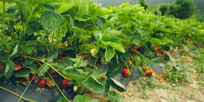 How Often Should You Water Strawberries