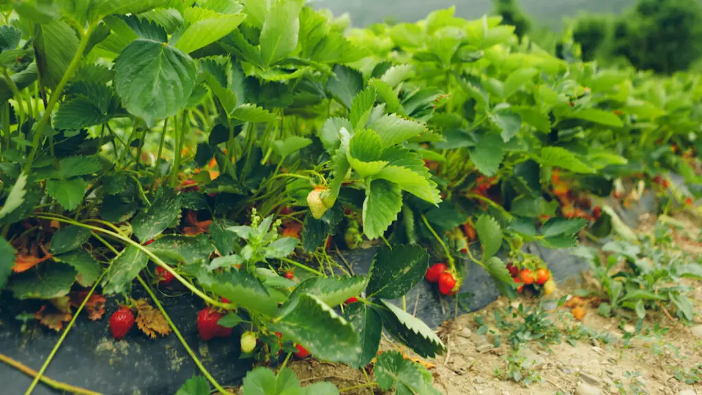 How Often Should You Water Strawberries