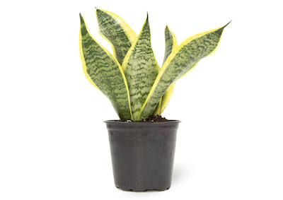 snake plant