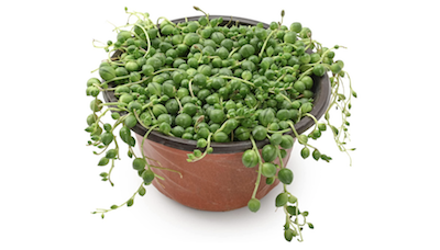 string of pearls plant