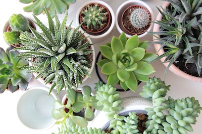 Top Plants to Keep in Your House Year Round