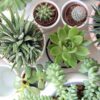 Top Plants to Keep in Your House Year Round