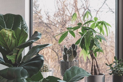 Top Plants to Keep in Your House Year Round