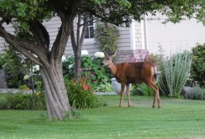 deer in garden