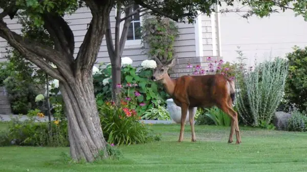 Home Remedies To Keep Deer Out Of Garden