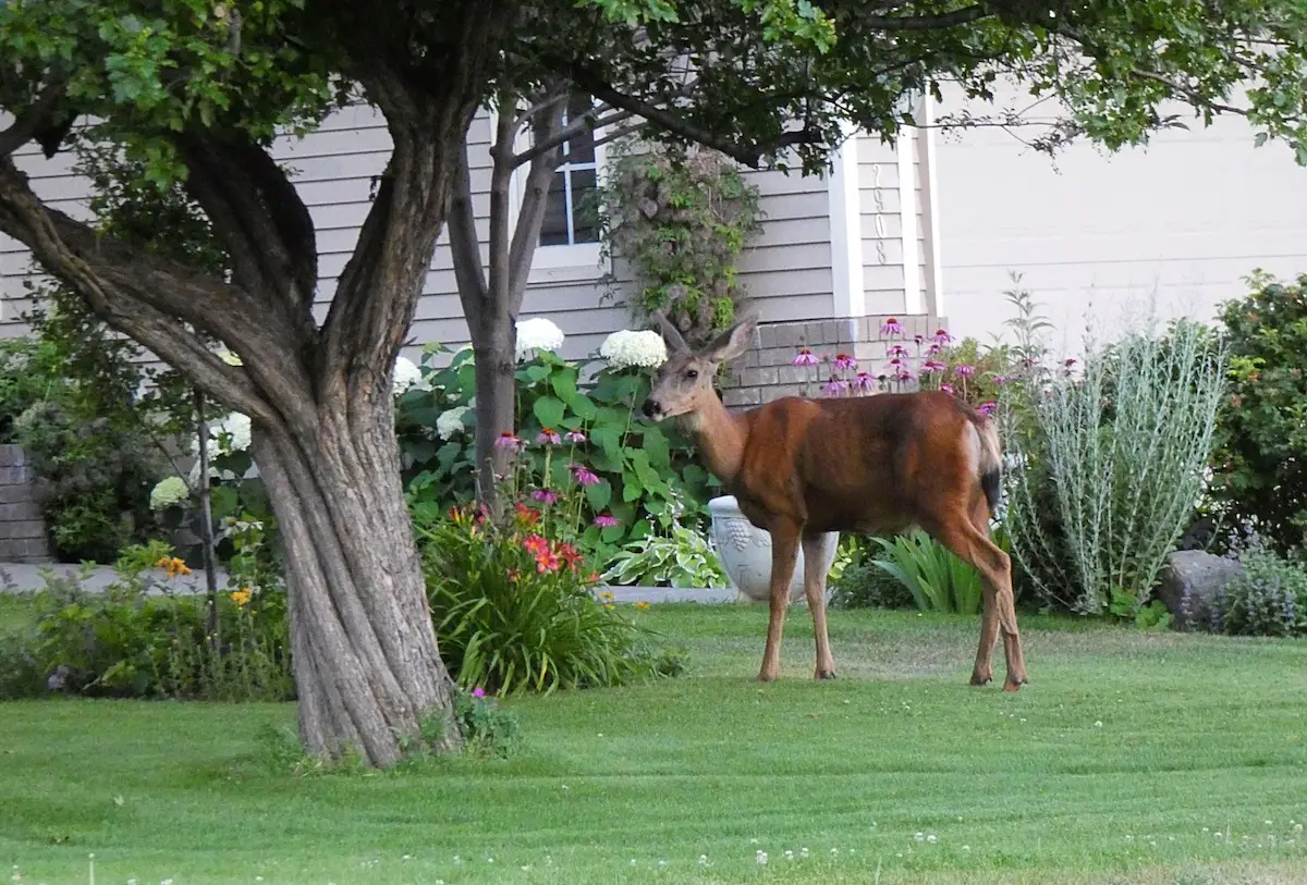 Home Remedies To Keep Deer Out Of Garden