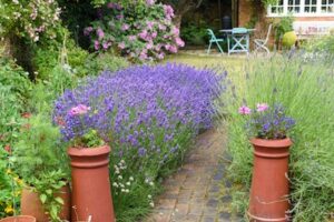 lavender in garden to keep deer out