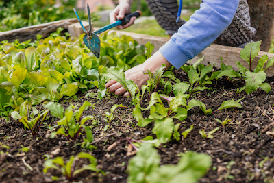 how to Build Raised Garden Bed