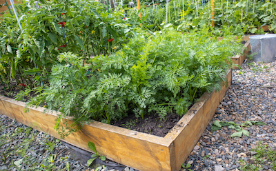 Raised Garden Bed growing vegetables